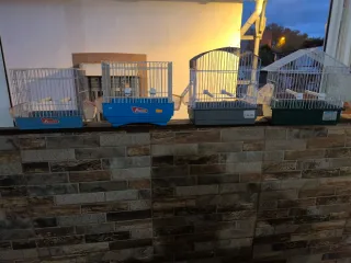 Set di gabbie per uccelli