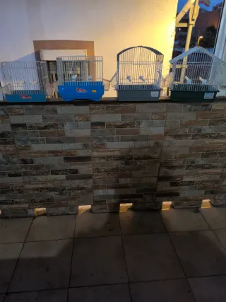 Set di gabbie per uccelli