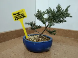 Bonsai Junípero Squamata Joven