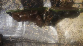 Nacimiento Belén Figuras