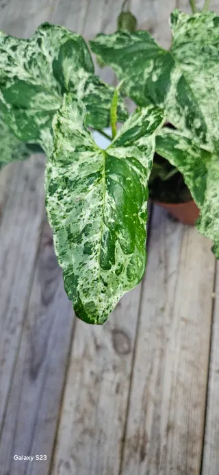 Syngonium mojito Mottled