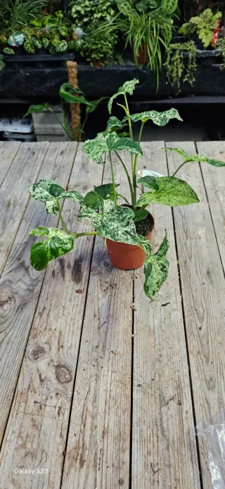Syngonium mojito Mottled