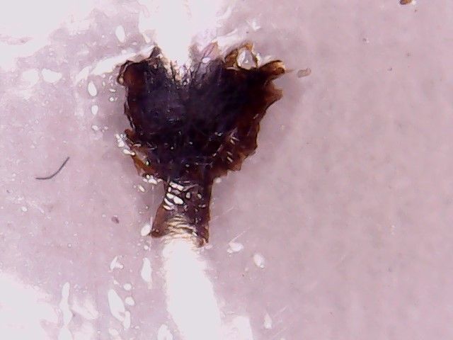 Microscopio Digital 1600x + Caja Muestras