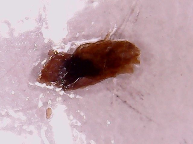 Microscopio Digital 1600x + Caja Muestras