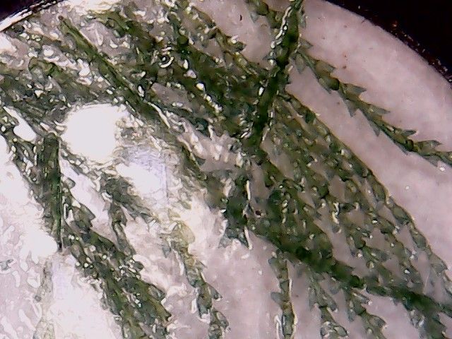 Microscopio Digital 1600x + Caja Muestras