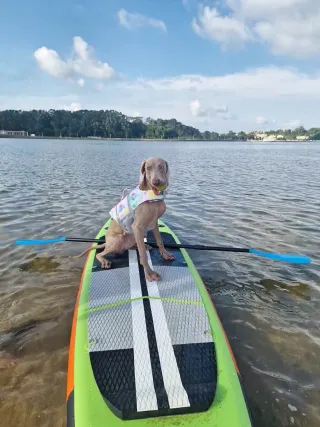 Tabla Paddle Surf Completa con Accesorios