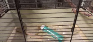 Jaulas para pájaros (periquito, canario, agaporni)