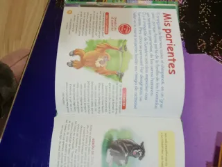 El Orangután de Borneo .