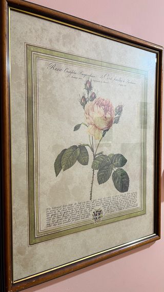 Cuadro de flores, rosa centifolia