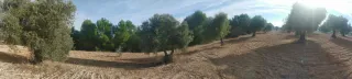 Terreno de olivas en Dos Barrios-Toledo