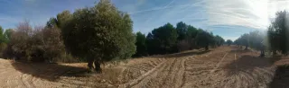 Terreno de olivas en Dos Barrios-Toledo