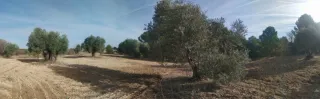 Terreno de olivas en Dos Barrios-Toledo