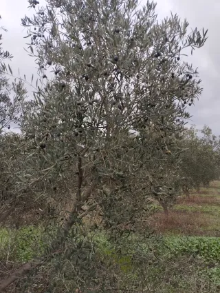 Disfruta de tu propio aceite de oliva virgen extra