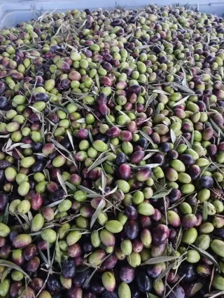 Disfruta de tu propio aceite de oliva virgen extra