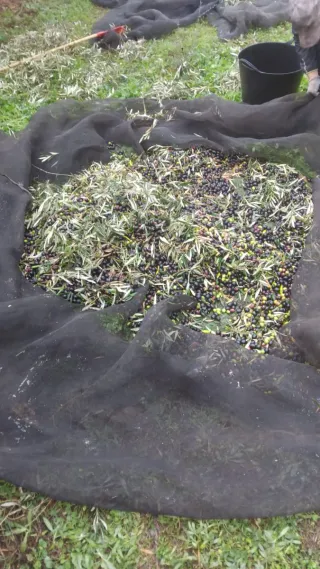 Disfruta de tu propio aceite de oliva virgen extra