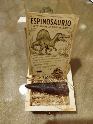 Diente Fosil Espinosaurio 6 cm Caja Regalo