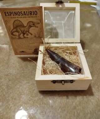 Diente Fosil Espinosaurio 6 cm Caja Regalo