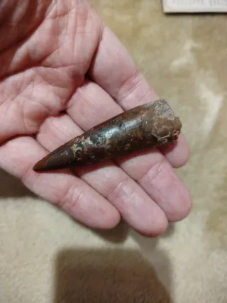 Diente Fosil Espinosaurio 6 cm Caja Regalo