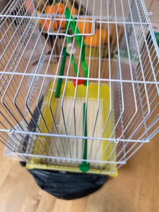 2 gabbie per uccelli (1 grande, 1 normale)