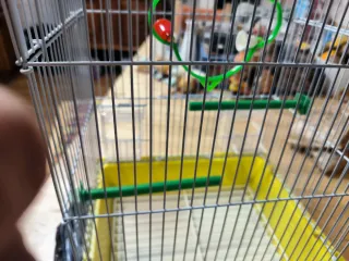 2 gabbie per uccelli (1 grande, 1 normale)