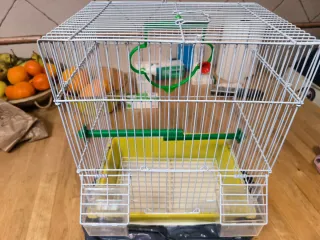 2 gabbie per uccelli (1 grande, 1 normale)