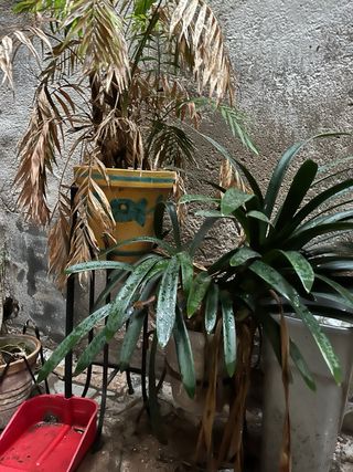 Decine di vasi, ascolto offerte