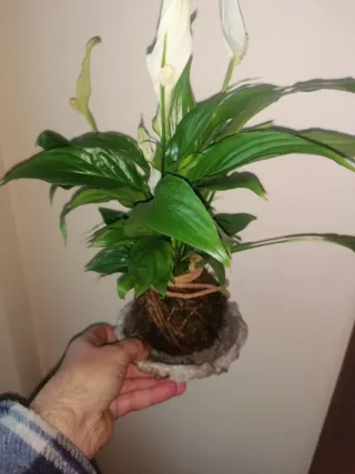 Ciotola per bonsai/kokedama in cemento e pomice