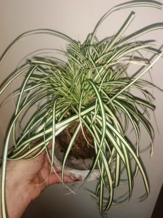 Ciotola per bonsai/kokedama in cemento e pomice