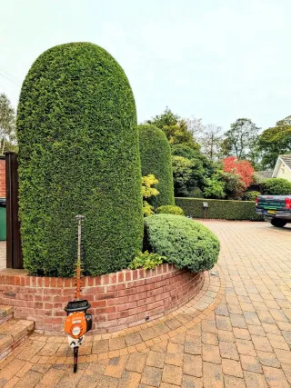 Servicio de jardinería profesional