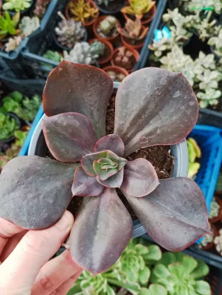 Echeveria Hortensia