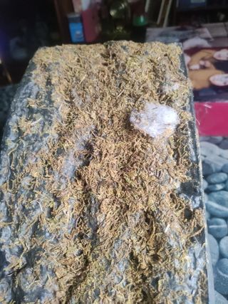 Portal de belén grande