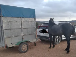 Remolque ganadero con rampa Van