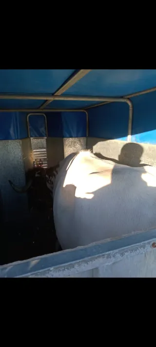 Remolque ganadero con rampa Van