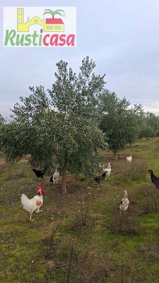 Terreno en venta en Bailén