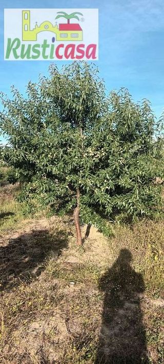 Terreno en venta en Bailén