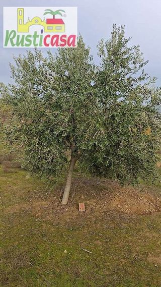 Terreno en venta en Bailén