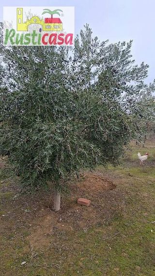 Terreno en venta en Bailén