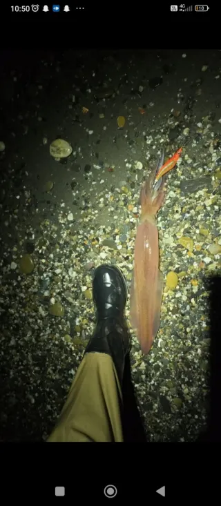 Señuelos pesca Yamashita EGI-OH LIVE