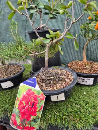 Lote Navideño N2 - 87€