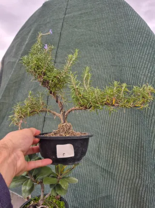 Lote Navideño N2 - 87€