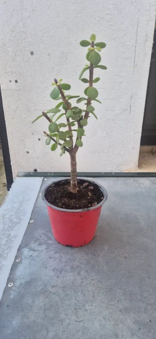 Crassula con radici in vaso largo 14 cm