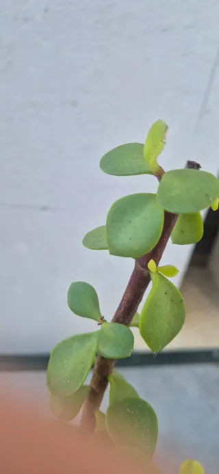 Crassula con radici in vaso largo 14 cm