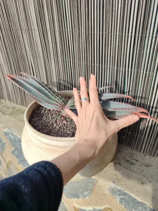 Aloe abanico