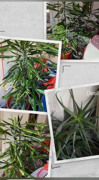 Plantas ornamentales variadas