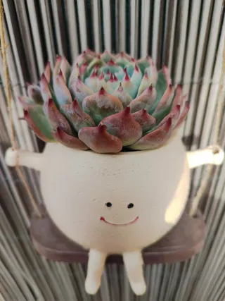 Maceta Echeveria Colgante Decorativa
