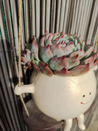 Maceta Echeveria Colgante Decorativa