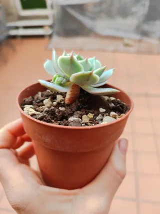 Echeveria planta suculenta