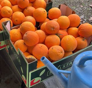 Cajas de naranjas ecológicas