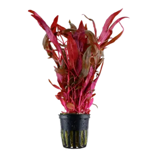 Alternanthera reineckii 'Pink' - Planta acuática.