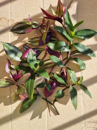 Mix Tradescantia Piante